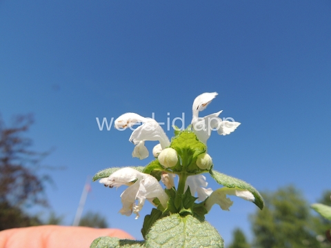 deadnettle, spotted